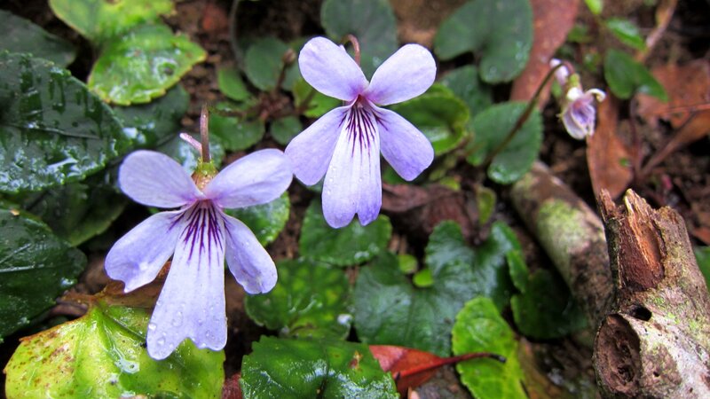 Purple Violets in Forest — Natural, Spring, Photograph