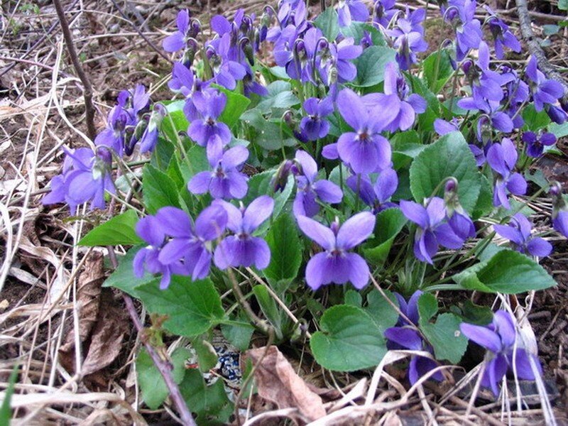 Purple Violets in Forest — Natural, Spring