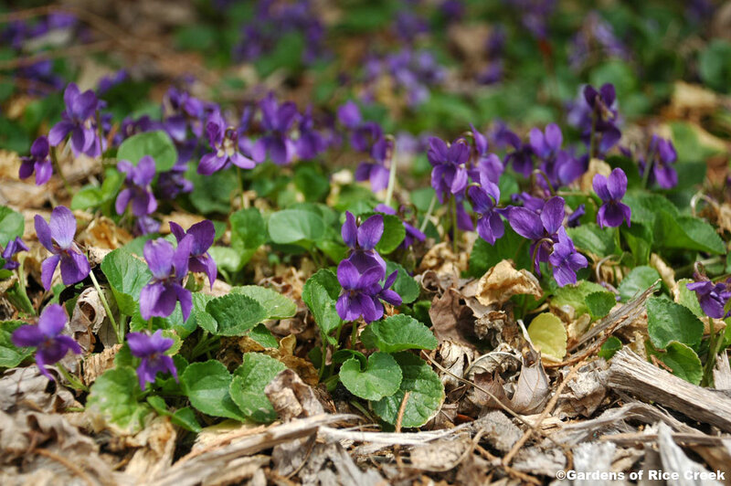 Purple Violets in Forest — Natural