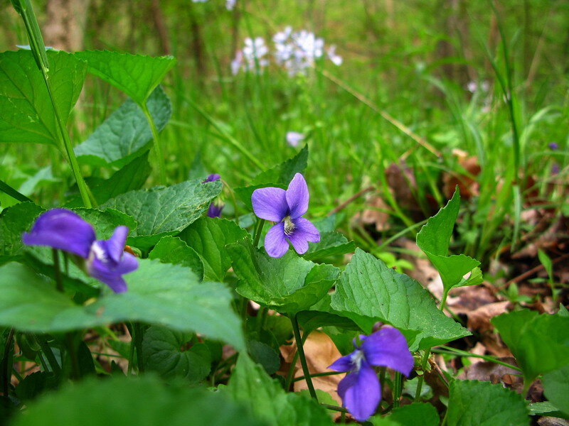 Purple Violets in Forest — Serene, Spring