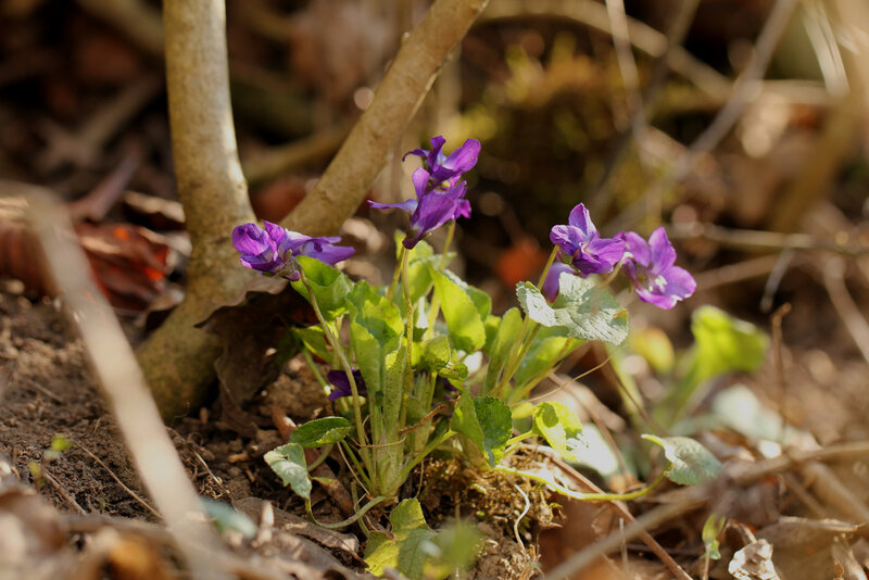 Purple Violets in Forest — Serene
