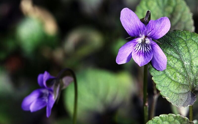 Purple Violets in Garden — Calm, Spring, Photograph