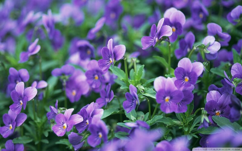Purple Violets in Garden — Calm
