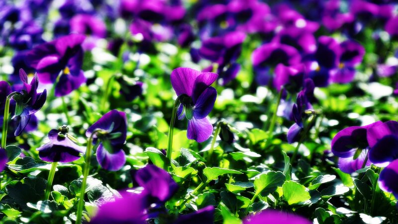 Purple Violets in Garden — Serene, Afternoon