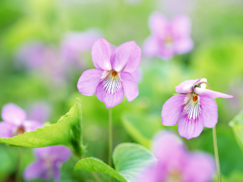 Purple Violets in Garden — Serene, Spring, Photograph