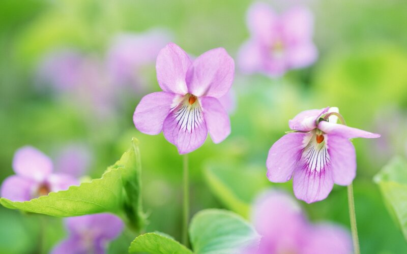 Purple Violets in Garden — Serene, Spring