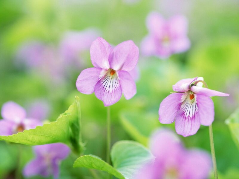 Purple Violets in Garden