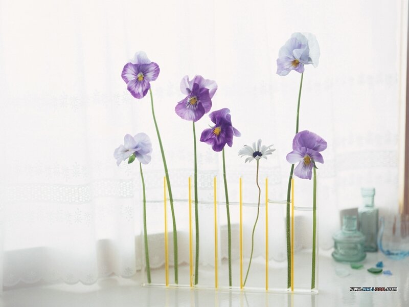 Purple Violets in Glass Tubes — Serene
