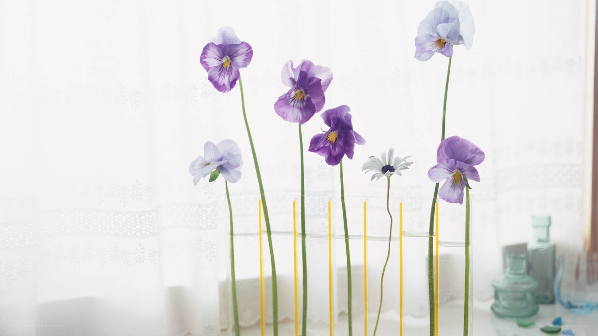 Purple violets in glass tubes