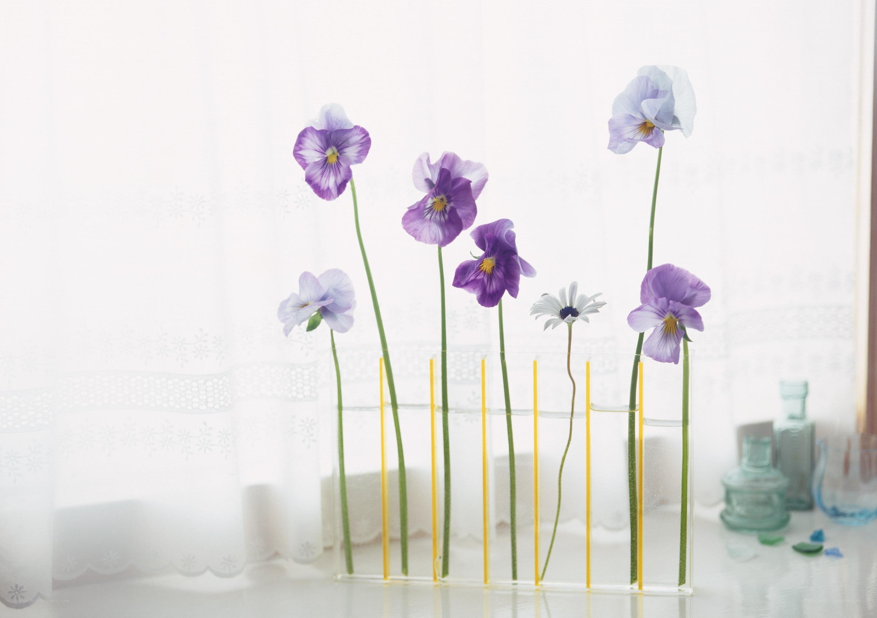 Purple violets in glass vases
