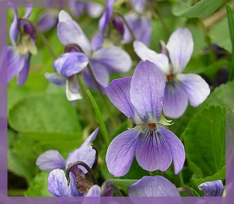 Purple Violets in Grass — Calm