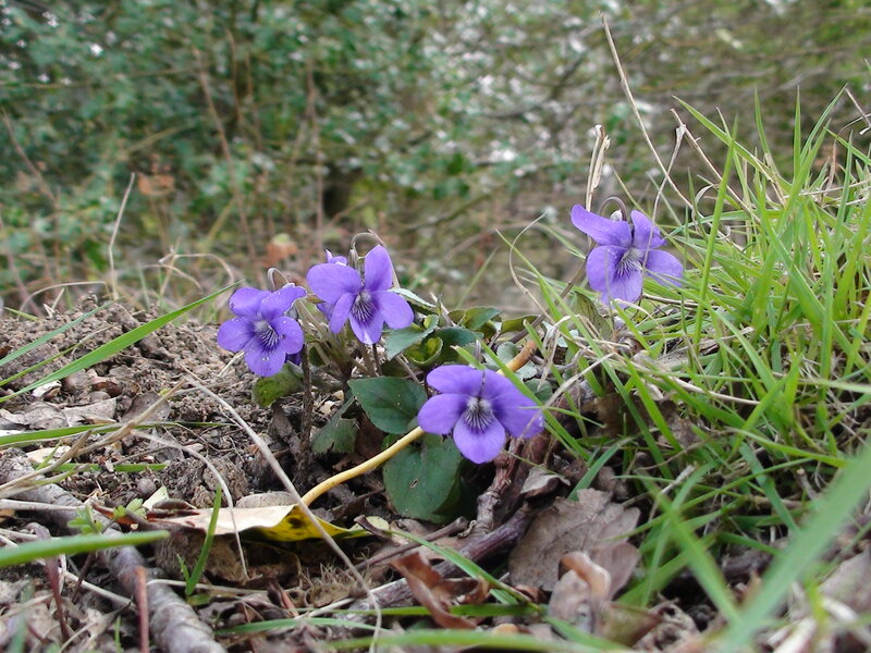 Purple Violets in Grass — Natural, Spring, Photograph, Leaves