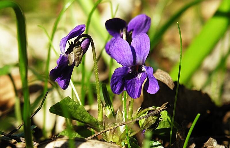 Purple Violets in Grass — Natural, Spring, Photograph