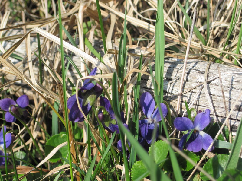 Purple Violets in Grass — Natural, Spring