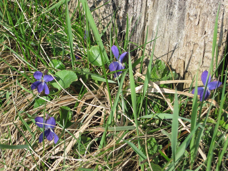 Purple Violets in Grass — Natural