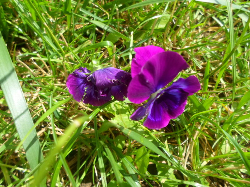 Purple Violets in Grass — Serene, Afternoon