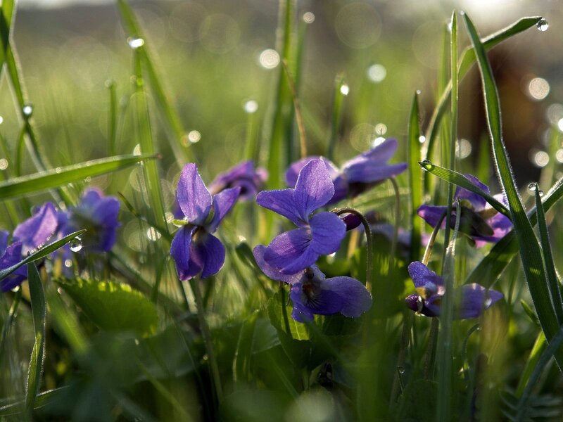 Purple Violets in Grass — Serene, Morning, Photograph, Dew Drops, Sunlight