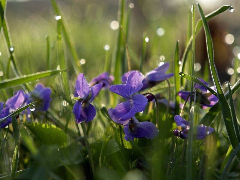 Purple Violets in Grass — Serene, Morning