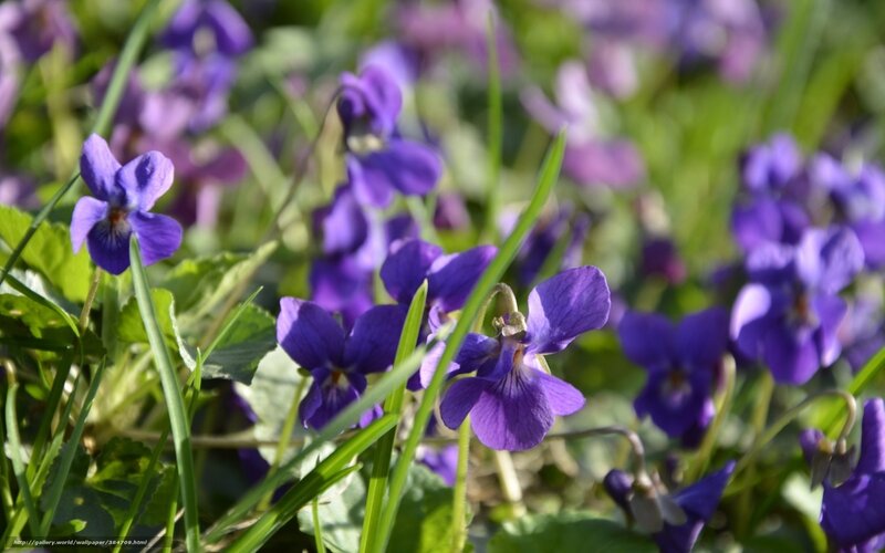 Purple Violets in Grass — Serene, Spring, Photograph, Leaves