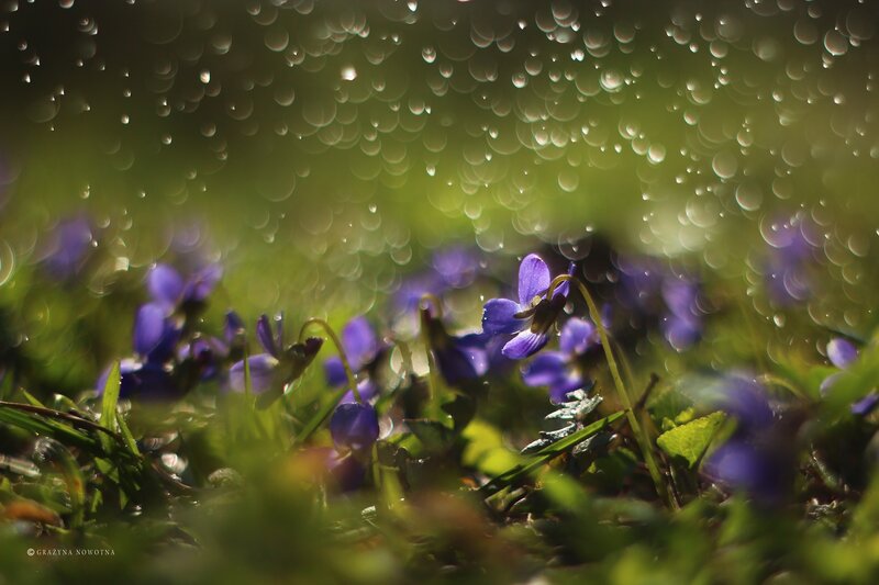 Purple Violets in Grass — Serene, Spring, Photograph