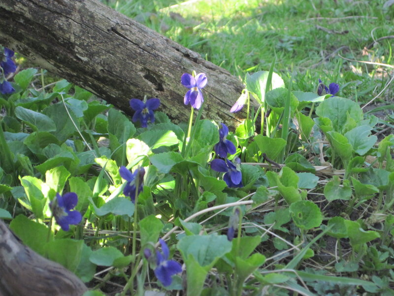 Purple Violets in Grass — Serene