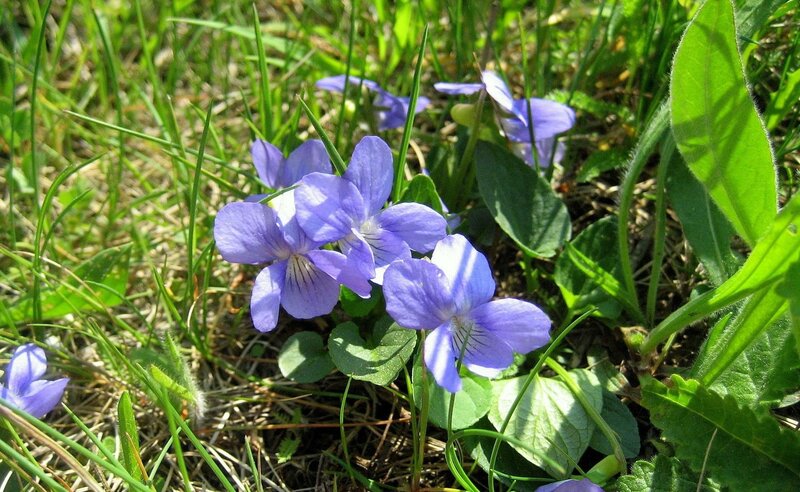 purple violets in grass