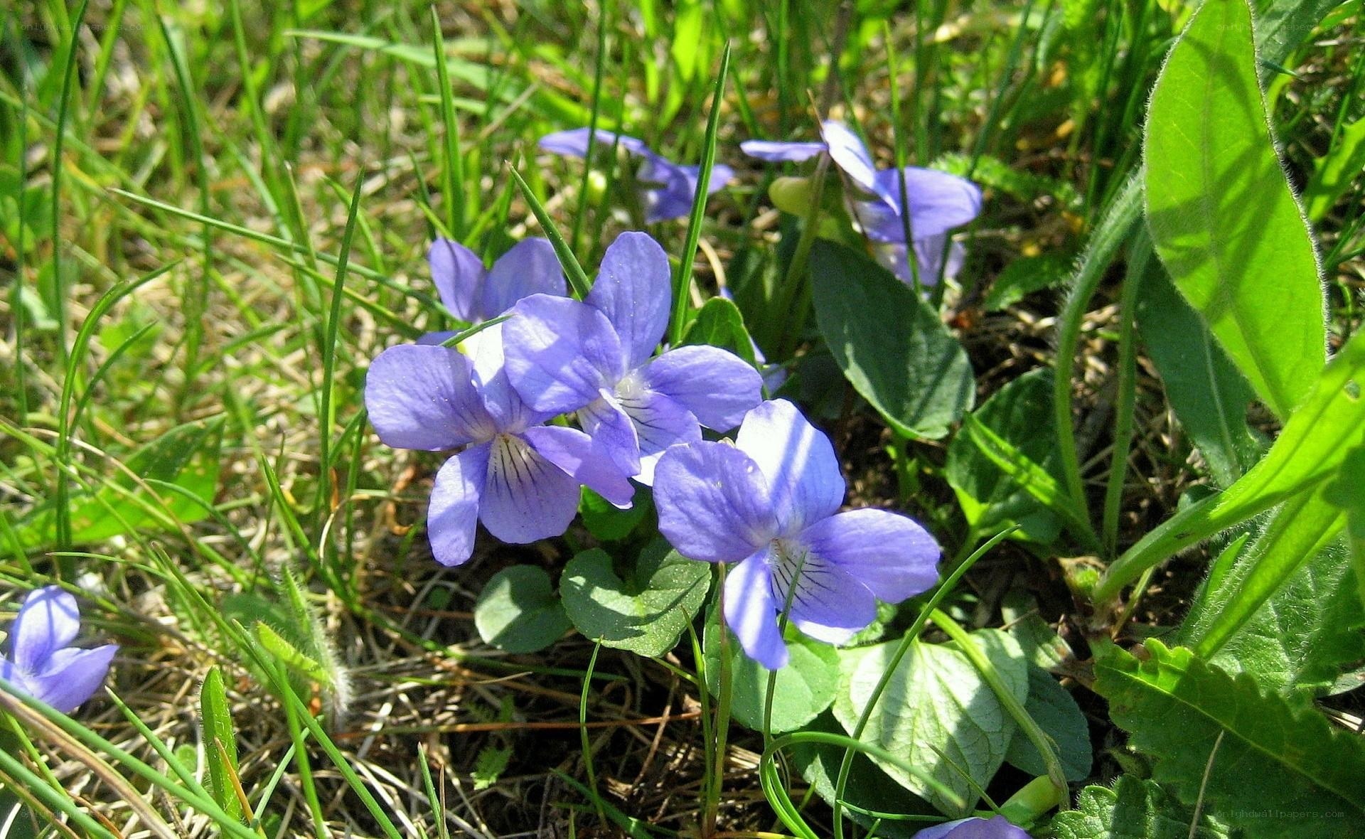 purple violets in grass