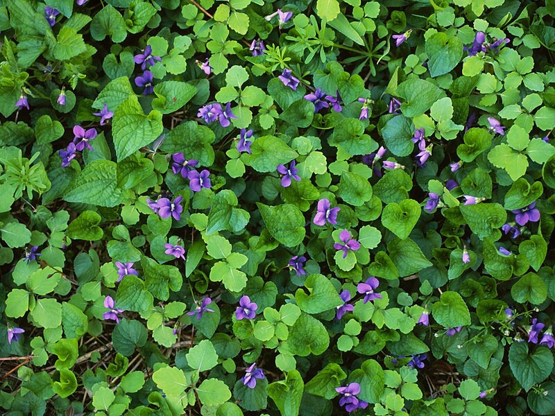 purple violets in green foliage