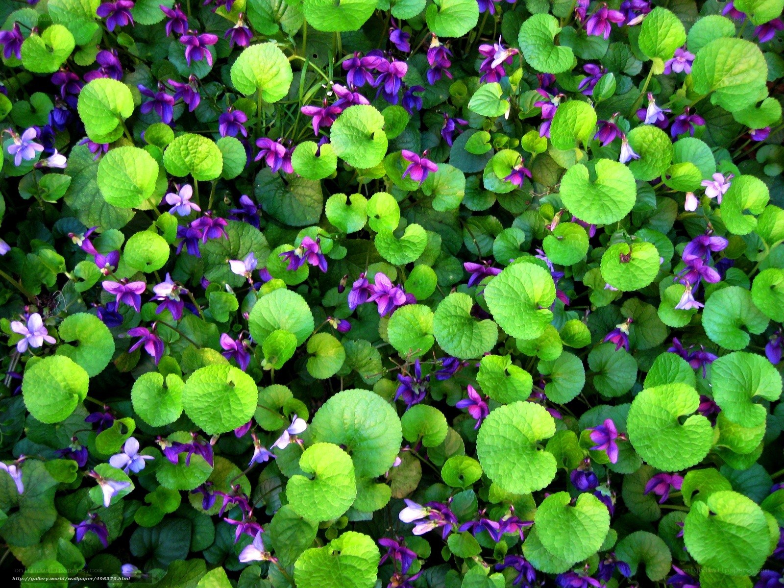 Purple violets in green foliage