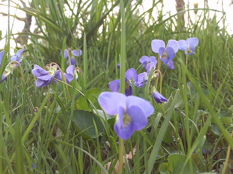 Purple violets in green grass