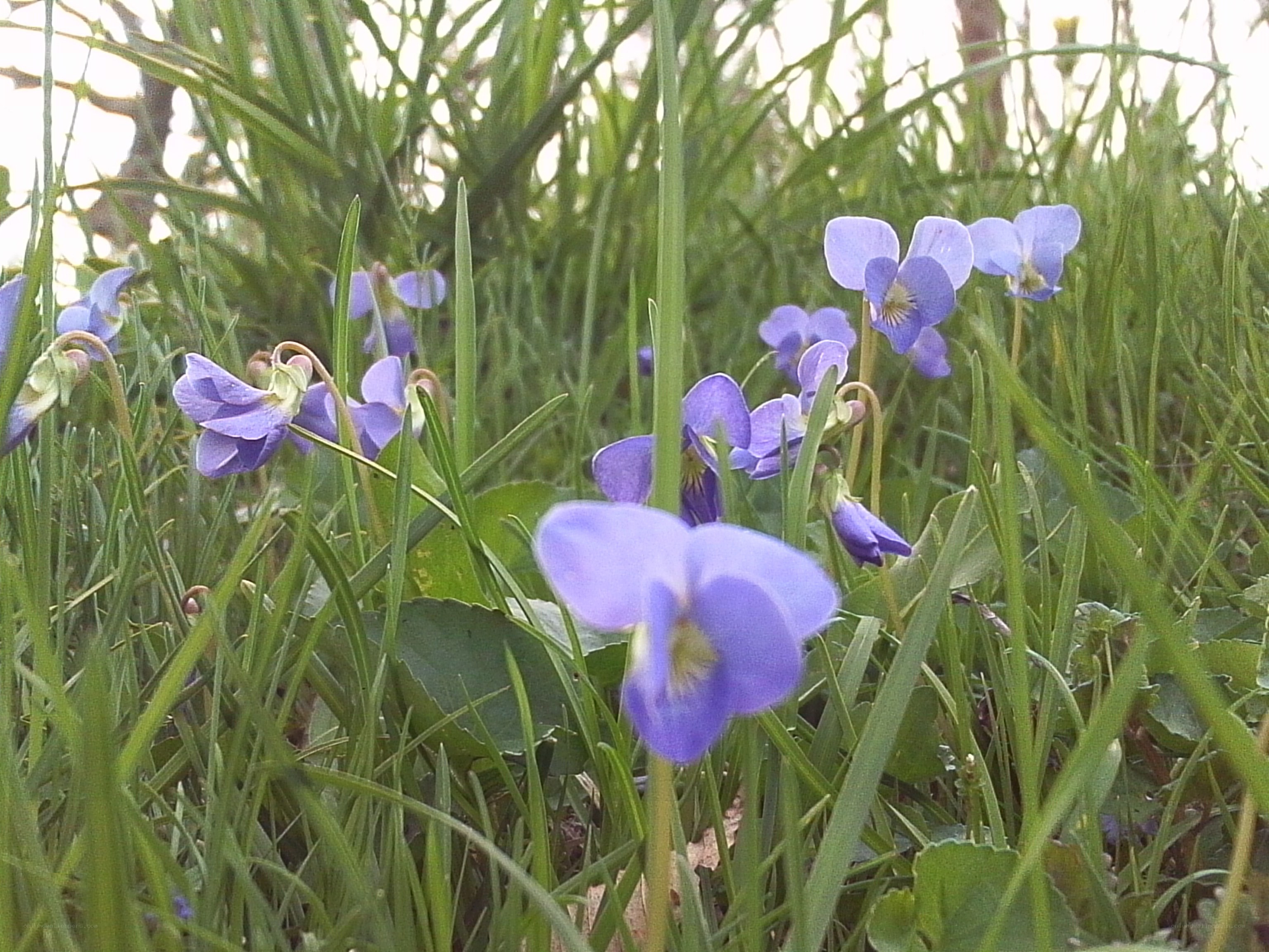 Purple violets in green grass