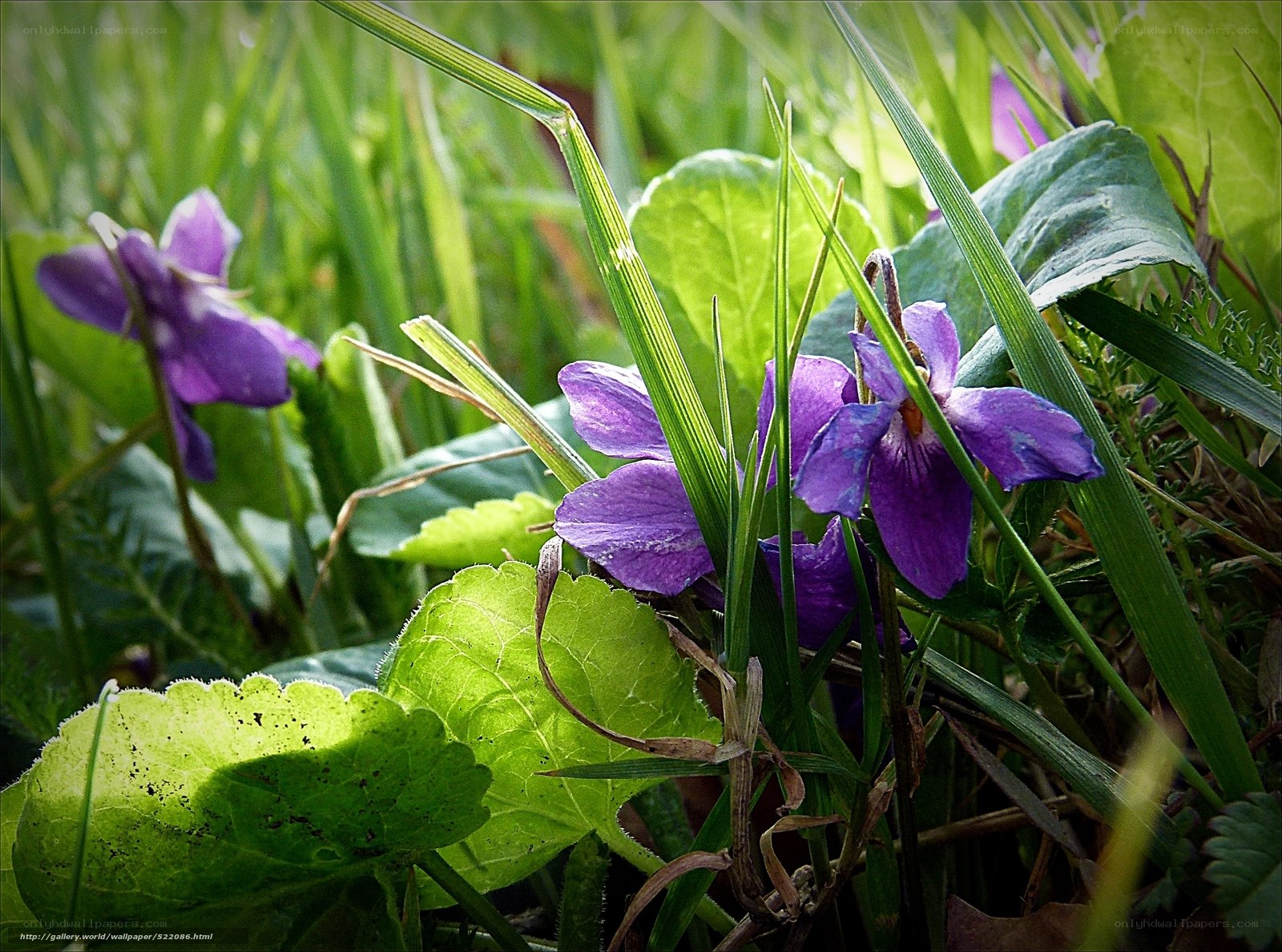 Purple violets in green grass