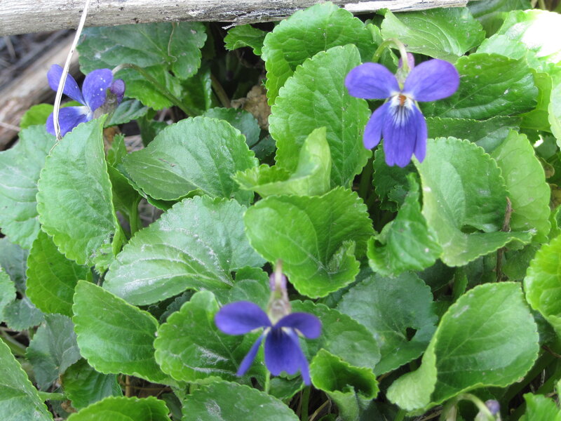 Purple Violets in Green Leaves