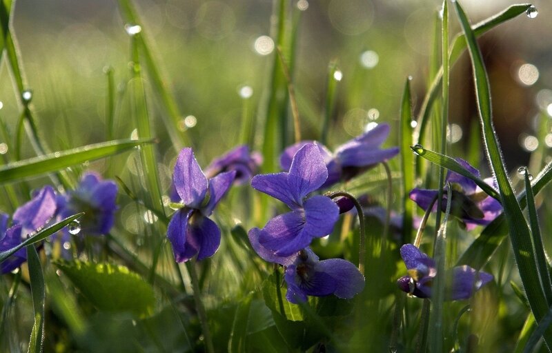 Purple violets in morning dew