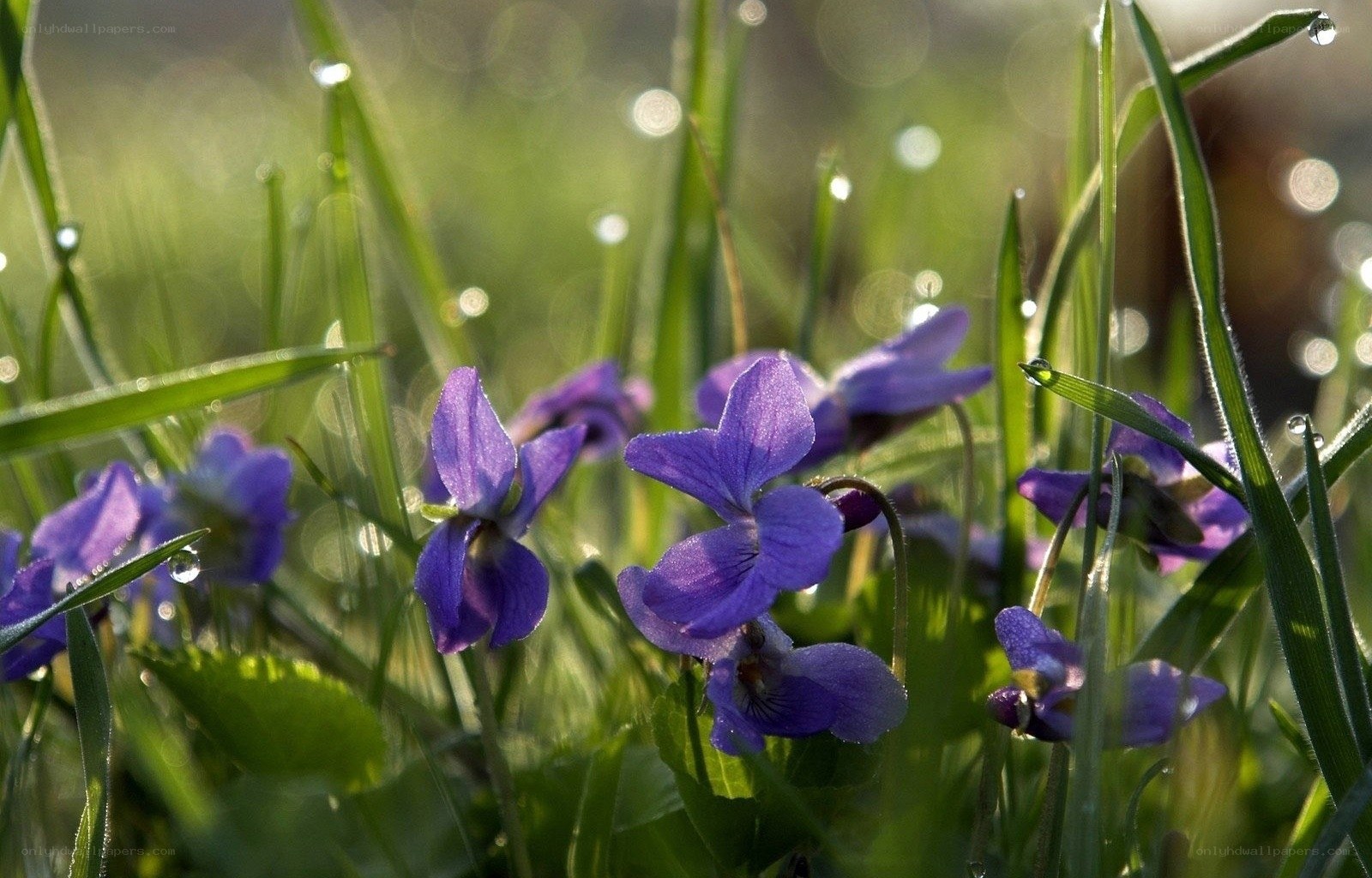 Purple violets in morning dew