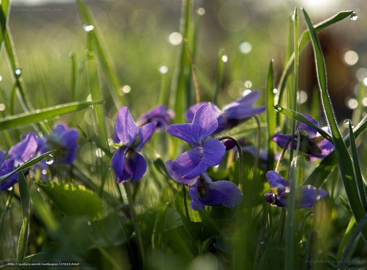 Purple violets in morning dew