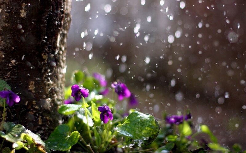 Purple Violets in Rain — Calm