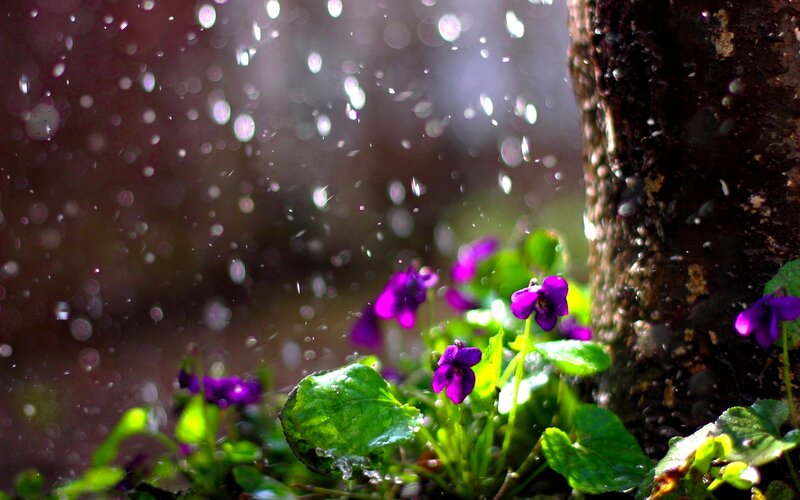 Purple Violets in Rain