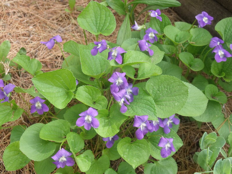 Purple Violets in Soil — Calm