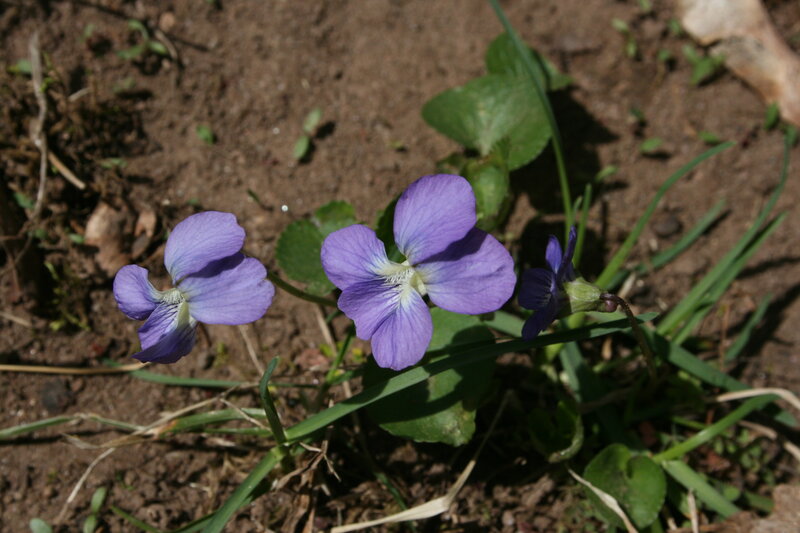purple violets in soil