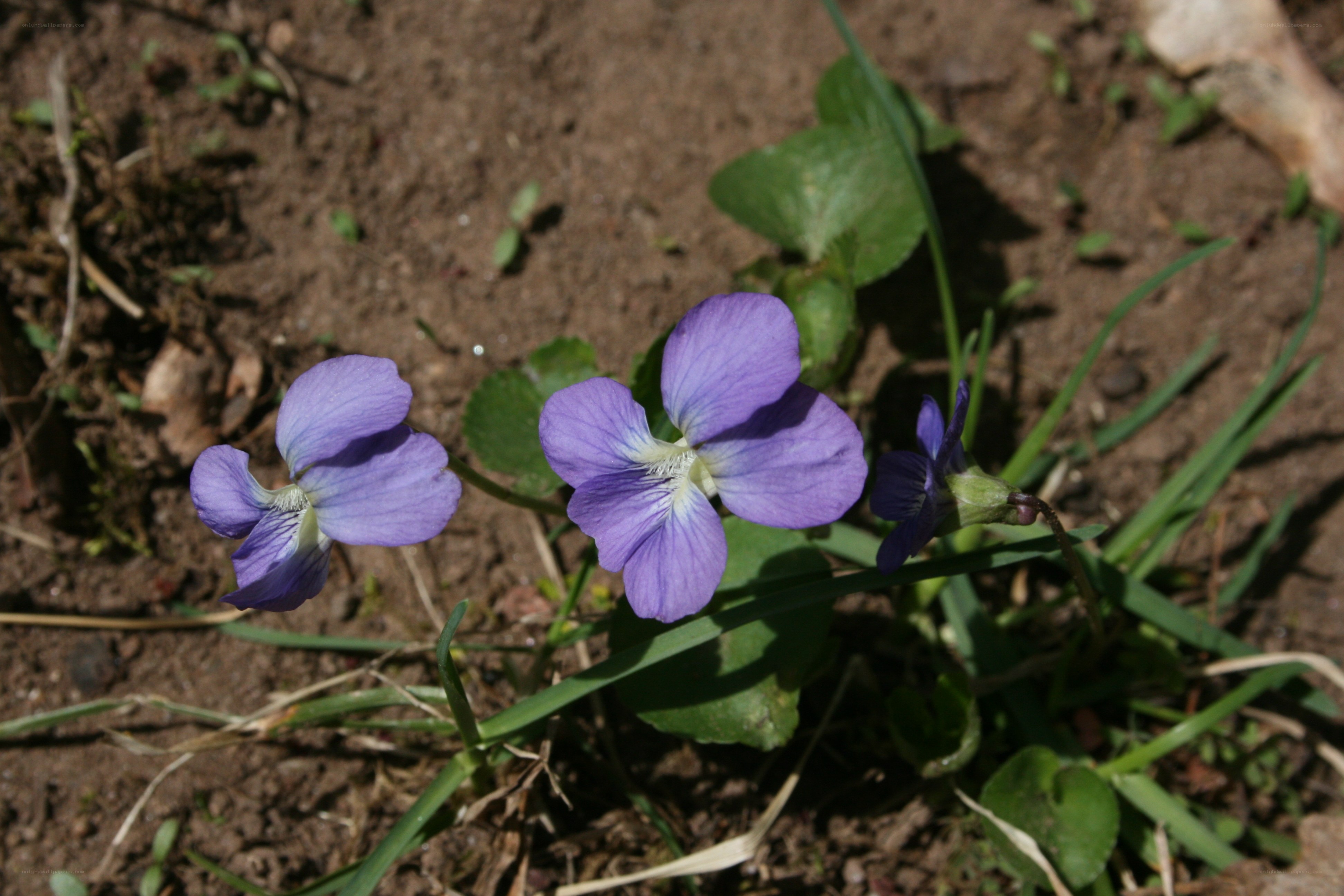 purple violets in soil