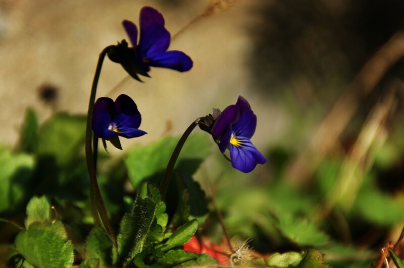 Purple Violets in Sunlight