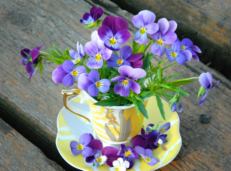 Purple Violets in Teacup — Serene