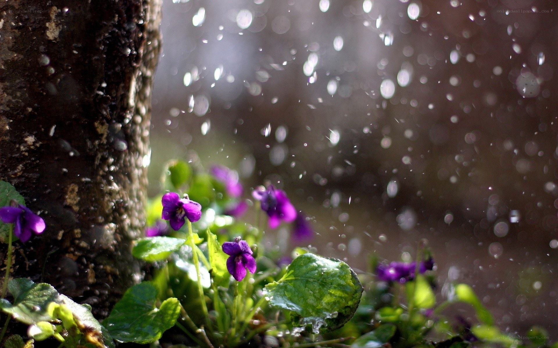 Purple violets in the rain