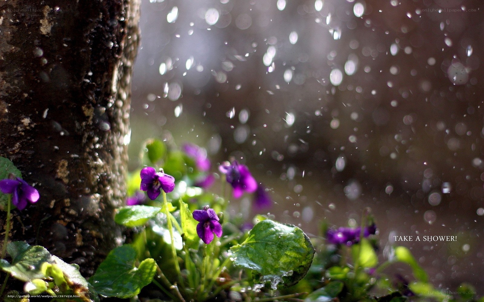Purple violets in the rain
