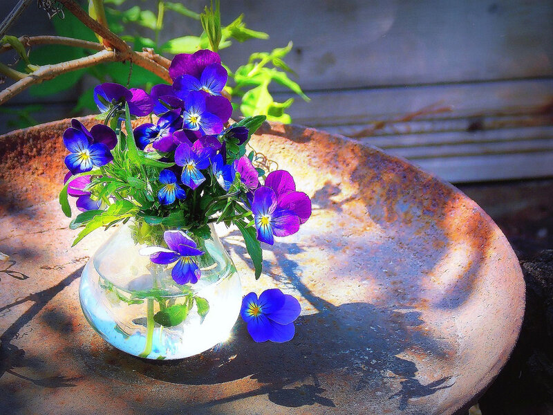 Purple Violets in Vase — Blue