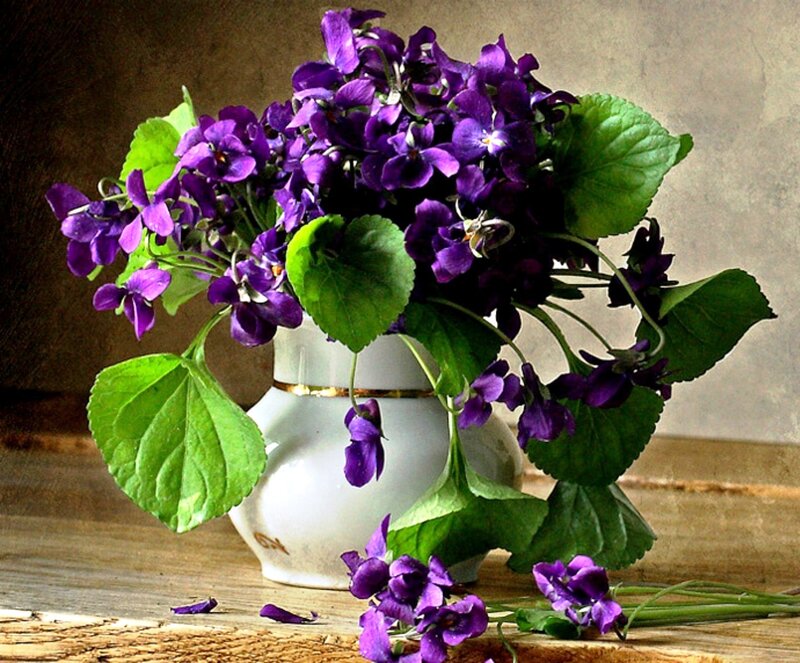 Purple Violets in Vase — Calm, Photograph