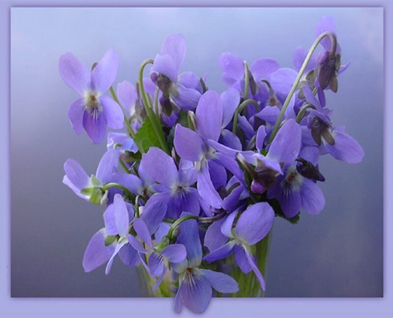 Purple Violets in Vase — Calm, Spring
