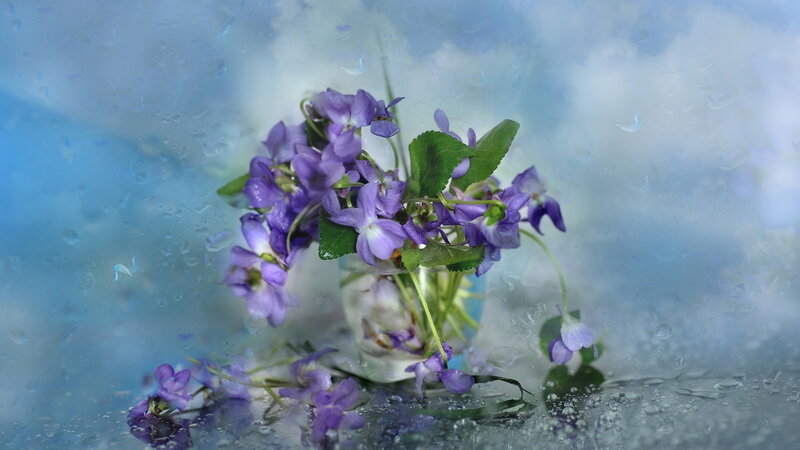 Purple Violets in Vase — Calm