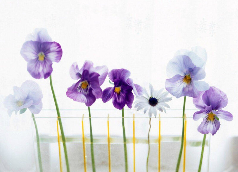 Purple Violets in Vase — Serene, Photograph, Daisy